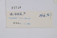 希陶蹄蓋蕨藏品圖，第5張