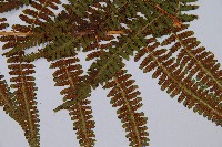 希陶蹄蓋蕨藏品圖，第6張