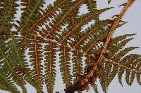 希陶蹄蓋蕨藏品圖，第7張