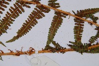 希陶蹄蓋蕨藏品圖，第8張