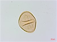 希陶蹄蓋蕨藏品圖，第4張