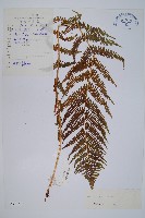 希陶蹄蓋蕨藏品圖，第1張