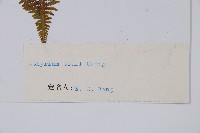 希陶蹄蓋蕨藏品圖，第2張