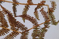 希陶蹄蓋蕨藏品圖，第3張