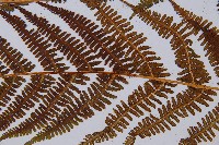 希陶蹄蓋蕨藏品圖，第4張