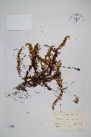 長葉蕗蕨藏品圖，第1張