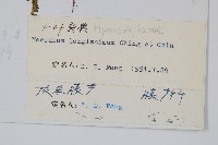 長葉蕗蕨藏品圖，第2張