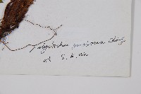 工布耳蕨藏品圖，第2張