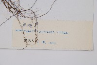 玉龍蕨藏品圖，第2張