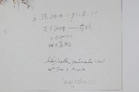 墊狀卷柏藏品圖，第2張