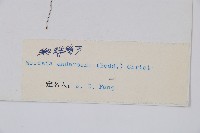 蜘蛛岩蕨藏品圖，第2張