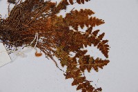 蜘蛛岩蕨藏品圖，第4張