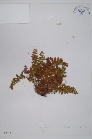 密毛岩蕨藏品圖，第1張