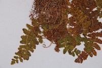 密毛岩蕨藏品圖，第3張