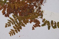 密毛岩蕨藏品圖，第4張