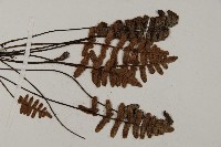 滇西金毛裸蕨藏品圖，第3張