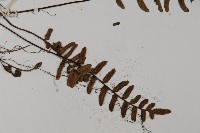 滇西金毛裸蕨藏品圖，第3張