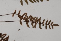 滇西金毛裸蕨藏品圖，第4張