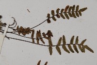 滇西金毛裸蕨藏品圖，第5張