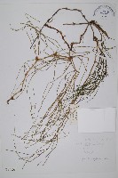 散生木賊藏品圖，第1張