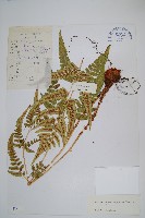 脈紋鱗毛蕨藏品圖，第1張