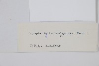 脈紋鱗毛蕨藏品圖，第2張