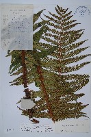 瓦氏鱗毛蕨藏品圖，第1張