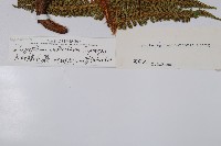 瓦氏鱗毛蕨藏品圖，第2張