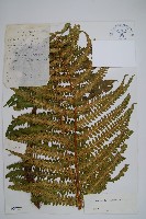 登錄號:P003729藏品圖，第1張