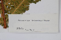 登錄號:P003729藏品圖，第2張