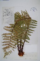 密鱗鱗毛蕨藏品圖，第1張