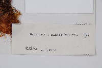 密鱗鱗毛蕨藏品圖，第2張