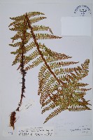 藏布鱗毛蕨藏品圖，第1張