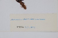 密鱗鱗毛蕨藏品圖，第2張