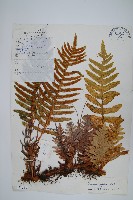 中華槲蕨藏品圖，第1張