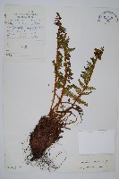 近多鱗毛蕨藏品圖，第1張