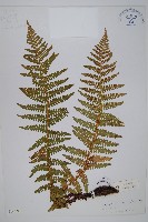 褐鱗鱗毛蕨藏品圖，第1張