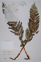 近多鱗毛蕨藏品圖，第1張