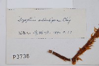 近多鱗毛蕨藏品圖，第2張