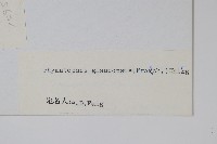 刺齒假瘤蕨藏品圖，第2張