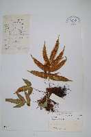 彎弓假瘤蕨藏品圖，第1張