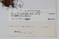 彎弓假瘤蕨藏品圖，第2張