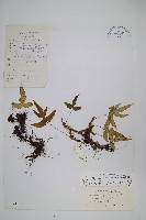 彎弓假瘤蕨藏品圖，第1張