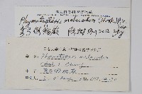 彎弓假瘤蕨藏品圖，第2張