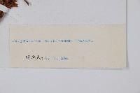 寶興耳蕨藏品圖，第2張