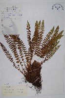 寶興耳蕨藏品圖，第1張