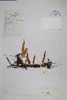 登錄號:P003744藏品圖，第1張
