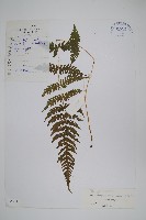 星毛紫柄蕨藏品圖，第1張