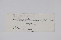 星毛紫柄蕨藏品圖，第2張