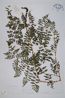 假冷蕨藏品圖，第1張